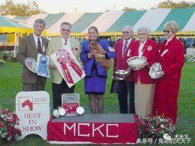 十七年梗犬盛世美国蒙哥马利犬展精彩回顾