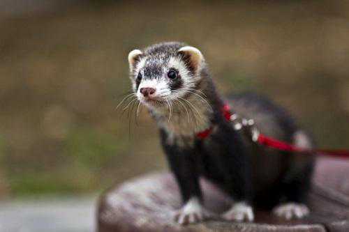 可爱的雪貂居然难养至极，你负担得起吗？