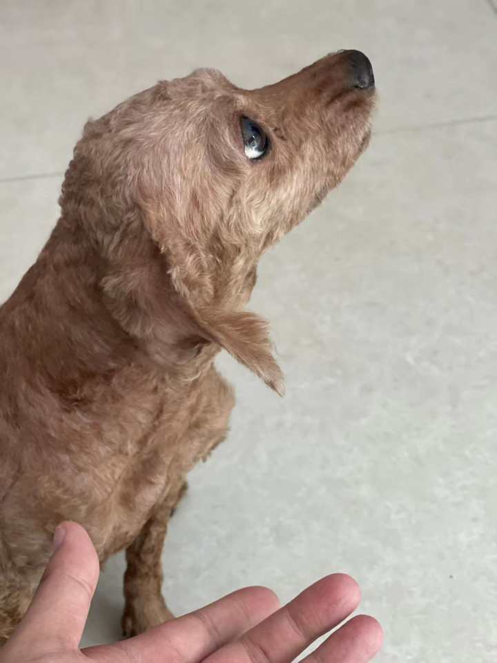 杭州一家开了3年的宠物店，现在房子只敢续约3个月，店长迷茫了：何去何从？