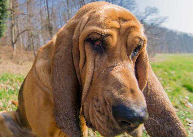 解读“寻血猎犬”，最纯正血统的嗅觉猎犬，能寻回14天前的气味