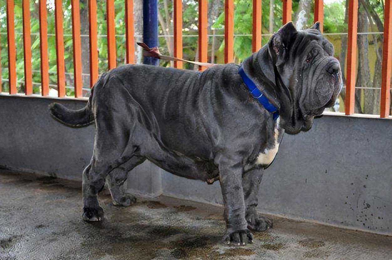 八种犬型最大的猛犬排名，藏獒位列第五，世界上最大的狗有多大？