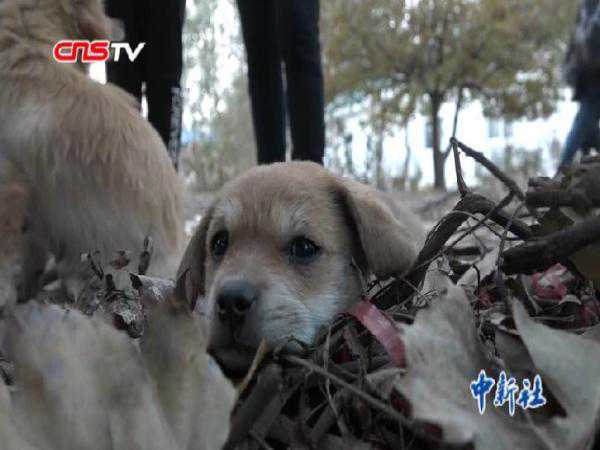 天津一高校收容流浪狗 解决安全隐患寓教于乐