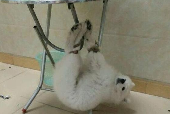 戈赞：史上最全训狗方法 都给你整理在这了哦