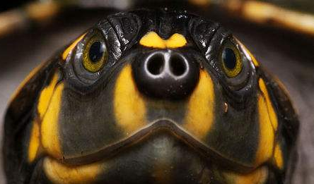 黄头龟在鱼缸怎么养，真的不需要晒背台？其实晒背台对乌龟很重要