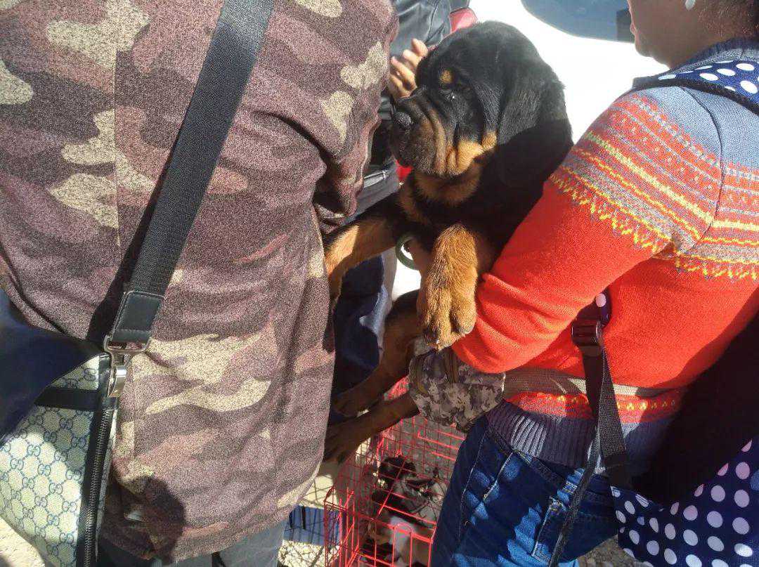 串种罗威纳犬依然强悍肌肉发达，商贩卖价500元！却无人购买？
