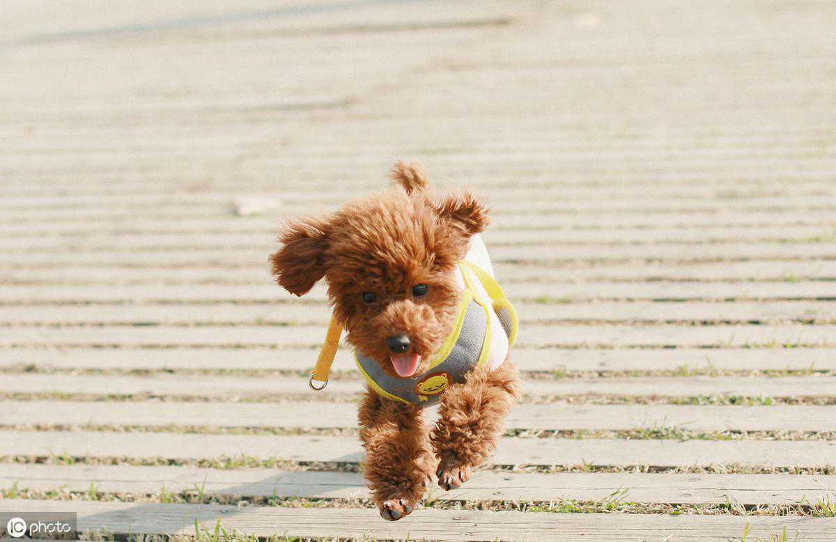 狗狗髌骨脱位，有这些症状的一、二级脱位是不需要手术治疗的