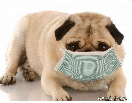 狗狗感冒的6个症状表现，千万不要小看了