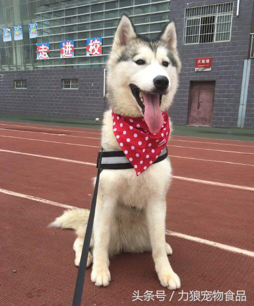 小女孩看到拴住的狗狗，过去搂住了狗狗，狗狗为何一口咬了过去？