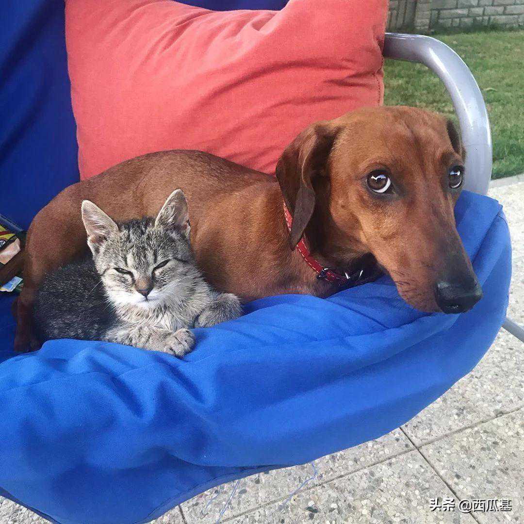 猫和狗的九大区别，猫狗双全的铲屎官必须学习