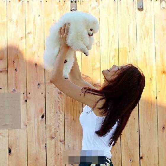 神似一颗球的炸毛白色博美，真的是萌歪不少人的心啊