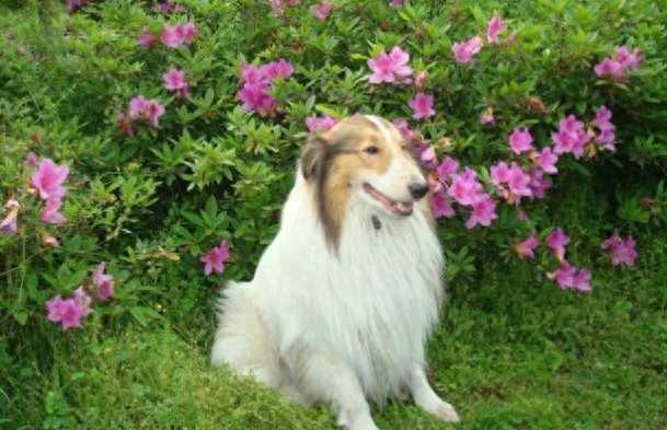 可爱的苏牧犬，你是暖心的天使