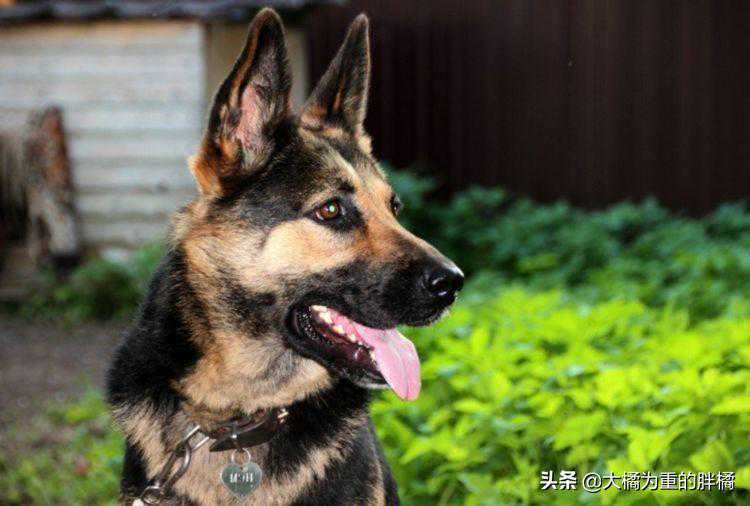 德牧到底“纯不纯”，主要还是仔细看这6点，不然你可能养到串串