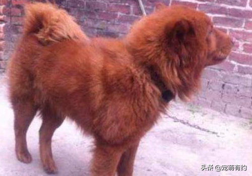 中华名犬，广东五红狗和广西笔尾灰犬，已濒临灭绝，急待拯救