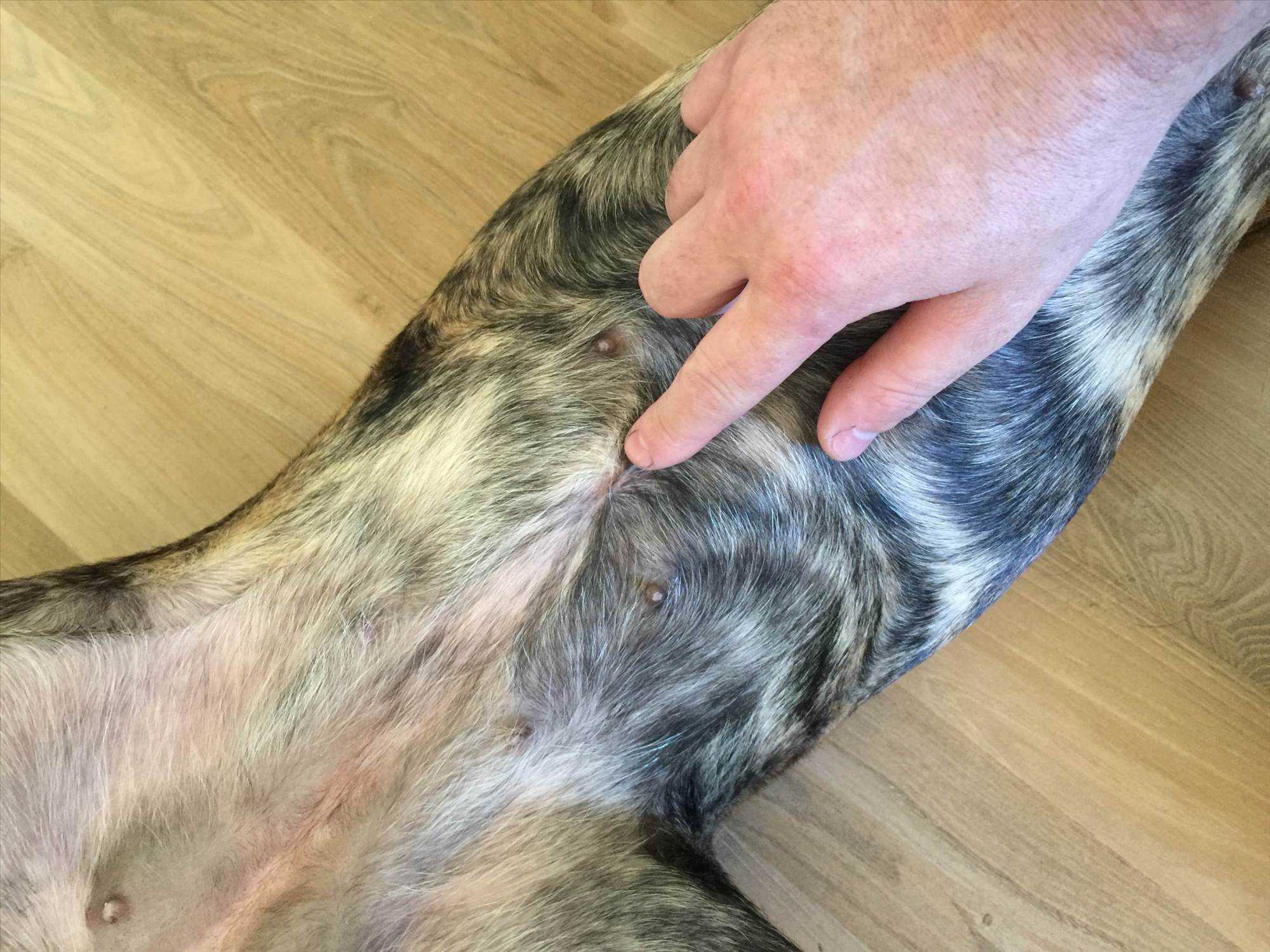 狗狗有肚脐吗？狗狗当然也有肚脐，只是主人们没有找到在哪里而已