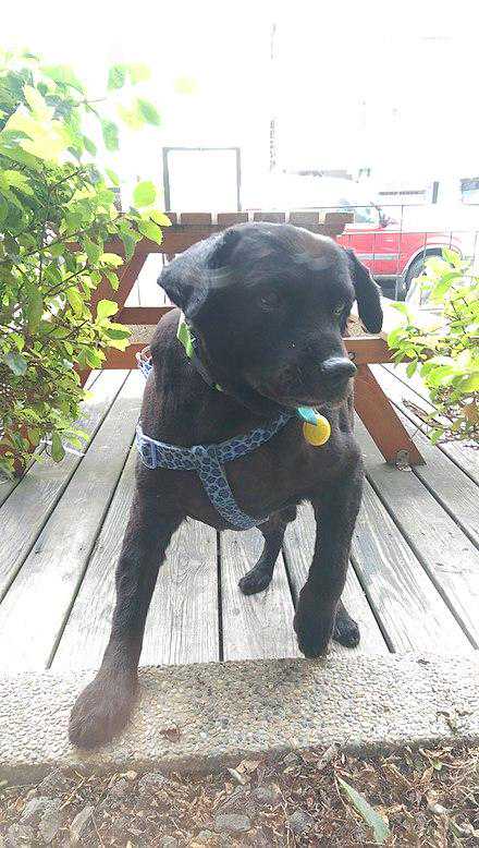 狗子交配后，为什么会背靠背闭锁？这不是很危险吗？