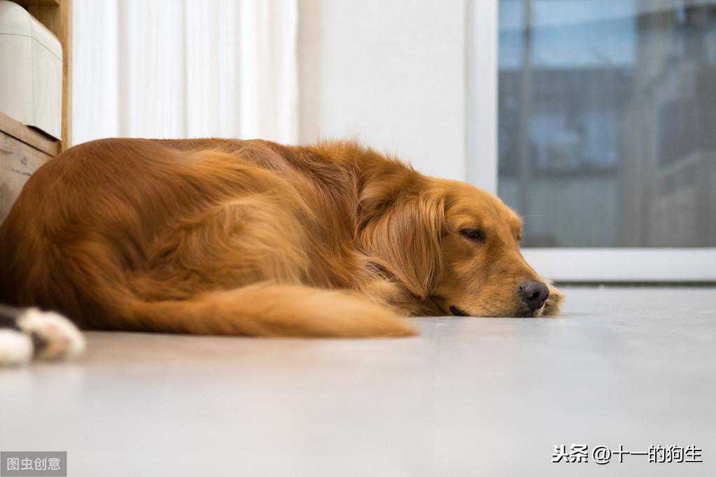 狗狗胃肿胀会是哪些原因造成的？铲屎官应该如何预防狗狗胃病？