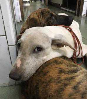 两只狗狗听到要绝育，吓得抱在一起：主人，可以不切蛋蛋吗？