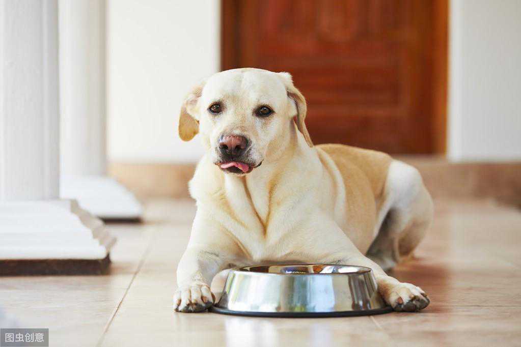 狗狗鼻子褪色怎么办？5个方法，帮狗狗恢复黑亮鼻头