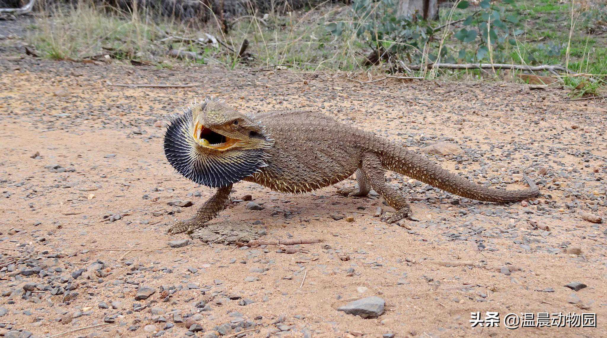 鬃狮蜥养起来还算比较省心，但是新手铲屎官需要事先了解这些信息