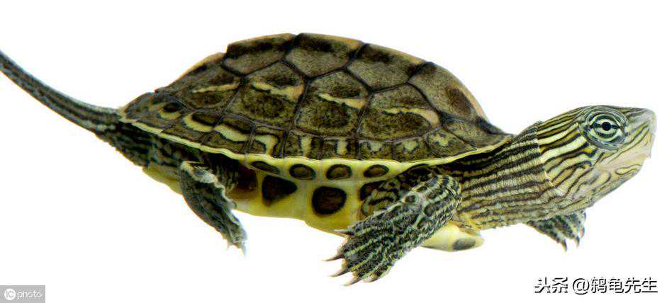 大家见过既像花龟又像草龟的花草杂龟吗？详解三种乌龟的区分方法