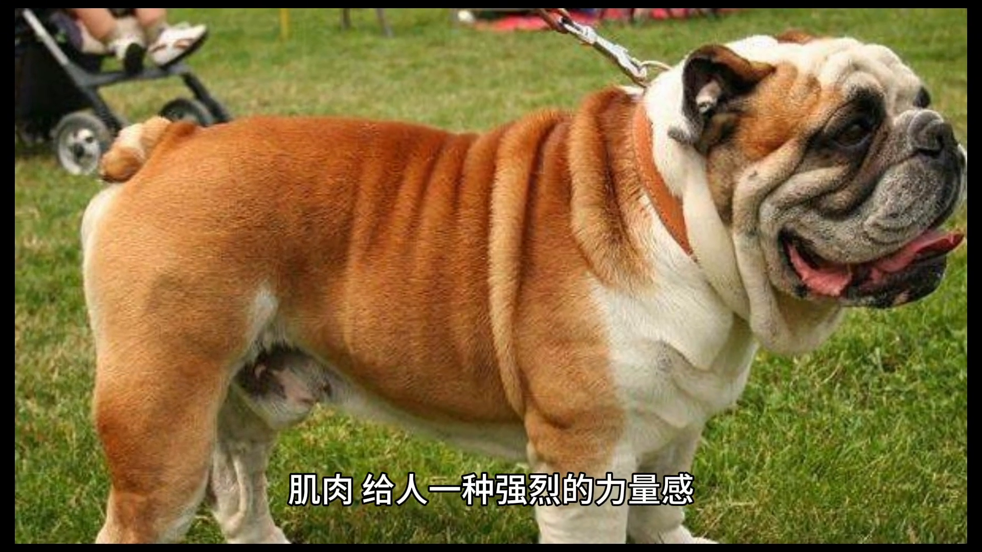 英国斗牛犬——坚韧与忠诚的象征