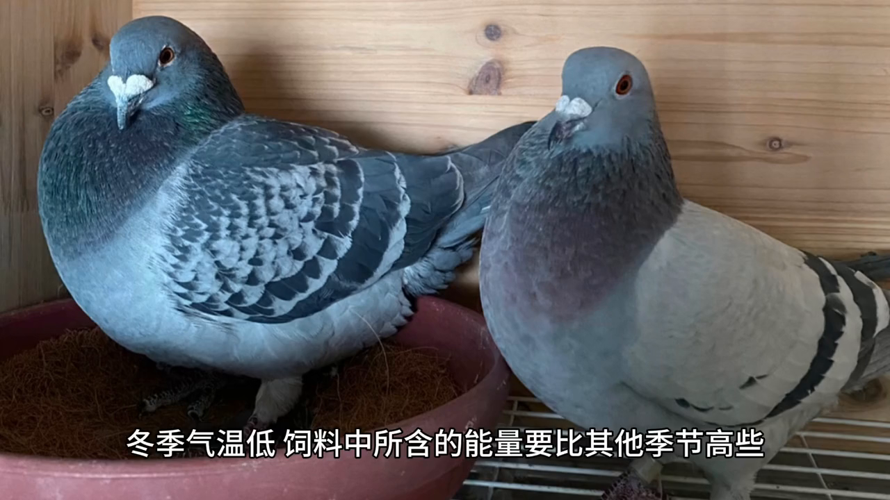 北方冬季话养鸽，好种也得好养