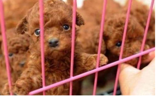 新手买狗只要注意这7个地方，卖家连坑你的念头都不敢有