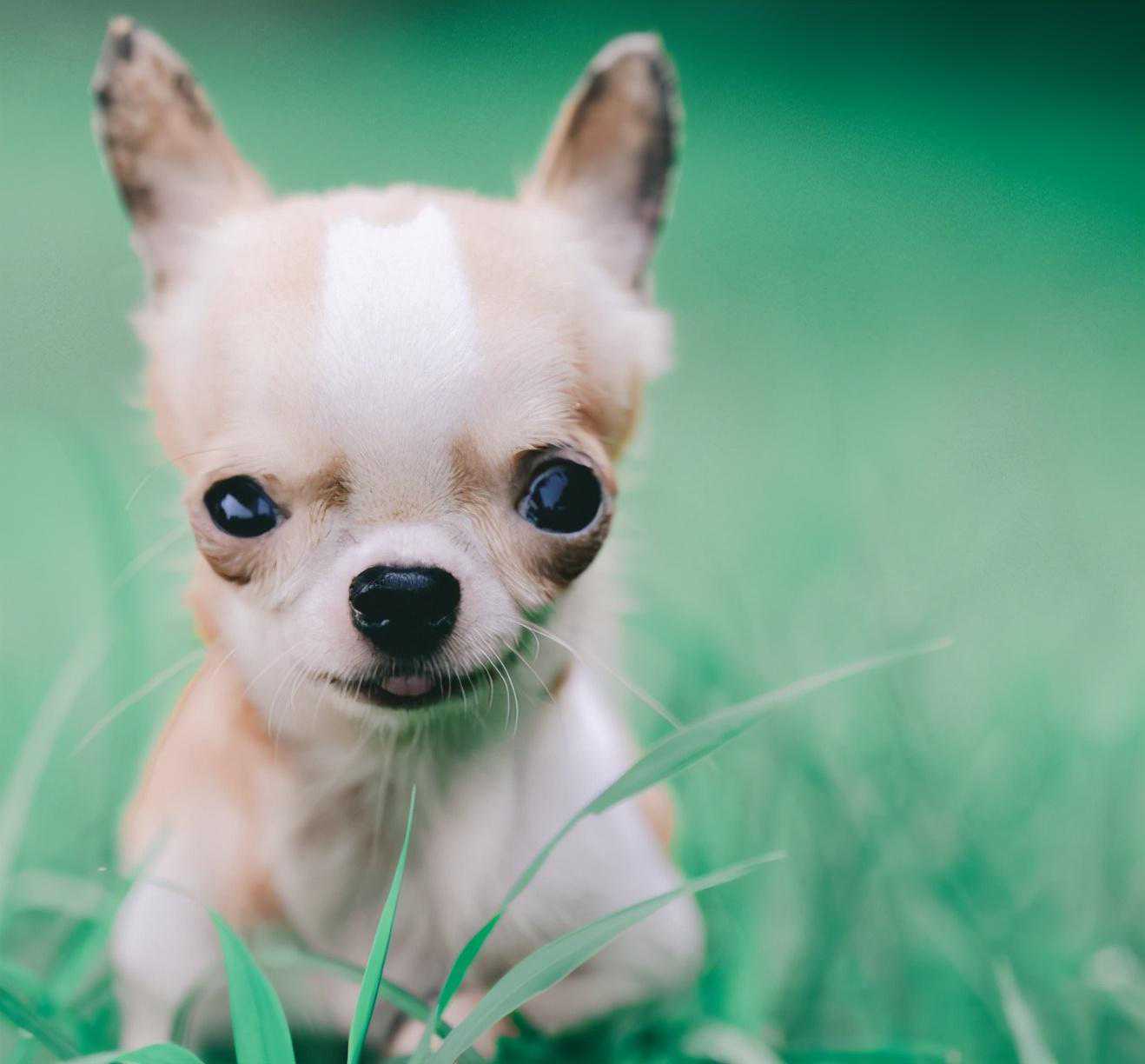 吉娃娃“地位不保”，为何养的人越来越少？这7点养过的都知道