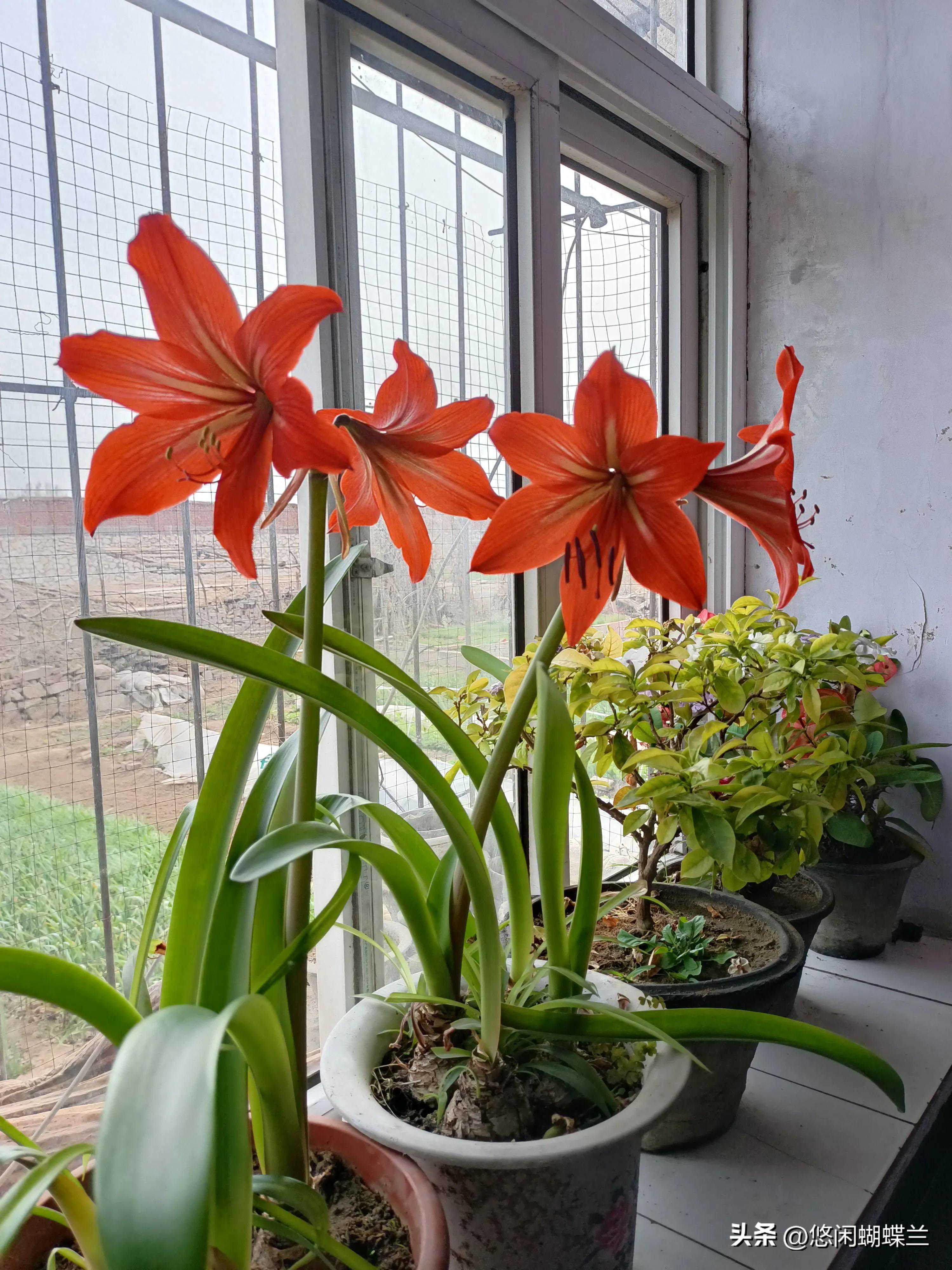 记录我的田园生活，一个菜园，一只猫，七只鸡，岁月静好