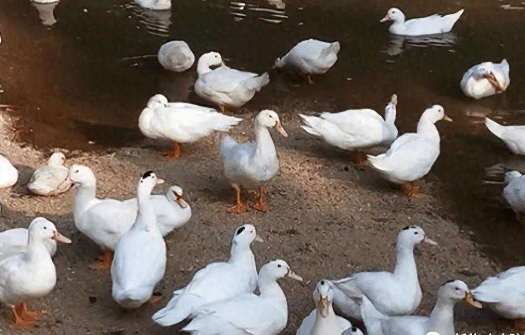 鸭包心包肝是什么原因 肉鸭包心包肝特效药 鸭子包心包肝怎么治疗