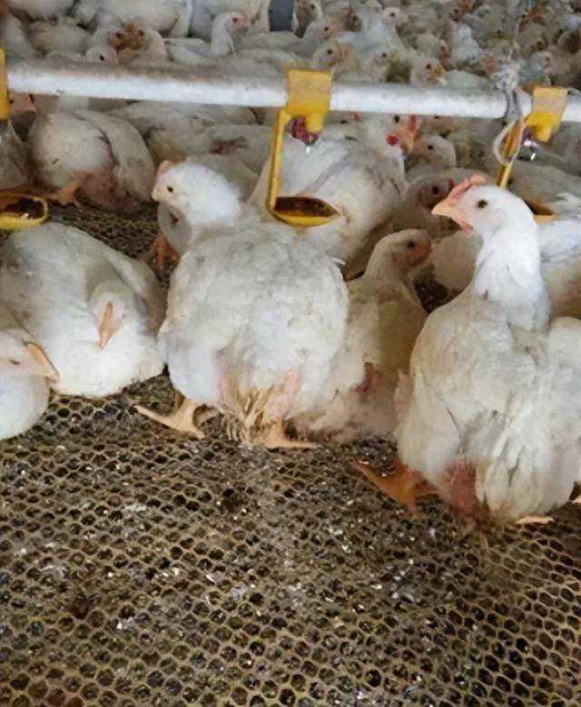 鸡子拉稀吃什么药？这几种药轻松搞定鸡拉稀，赶快收藏起来