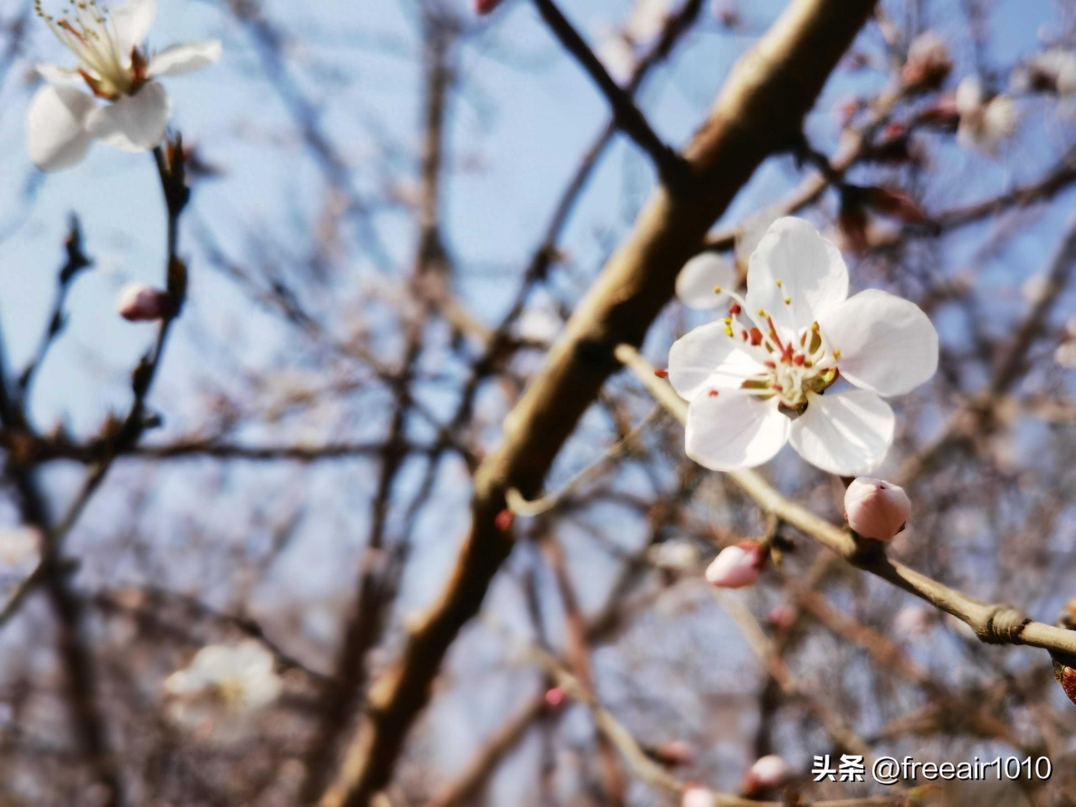 营口蟠龙山的初春
