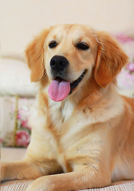 爱乐名犬——您的爱犬养护专家