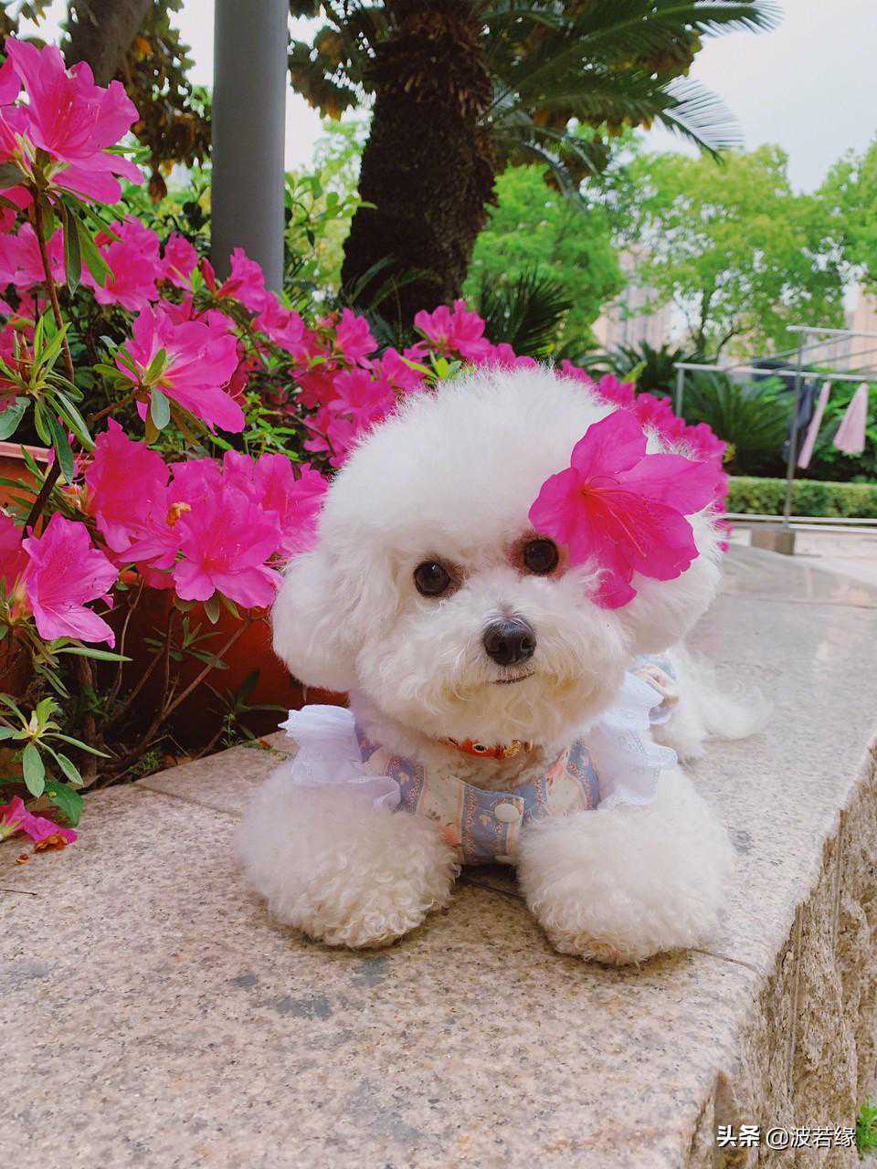 【宠物大学问】宠物狗剪尾剪耳的方法大全