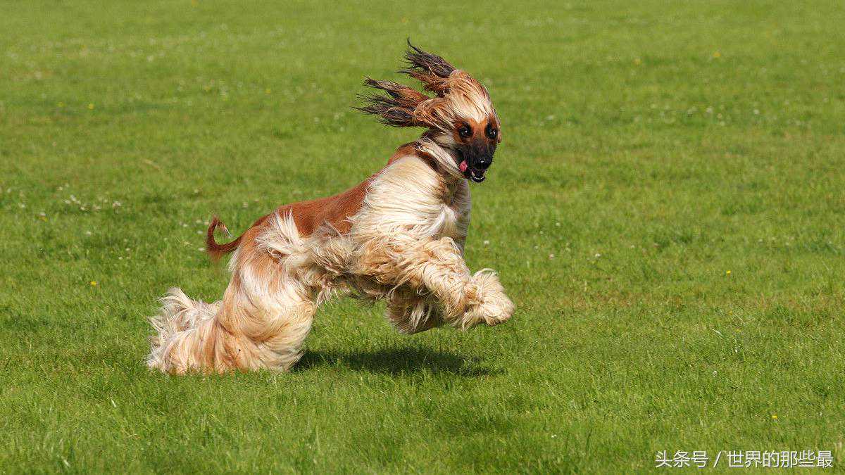 这5种狗世界最蠢，谁养它们谁闹心，哈士奇竟没上榜？