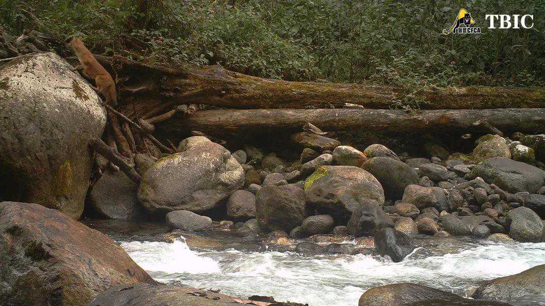 祁连山红毛犬，已是这个星球仅存的北方豺群