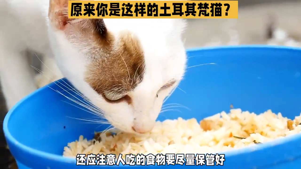 与众不同的土耳其梵猫？虽然没有养过你#养猫知识