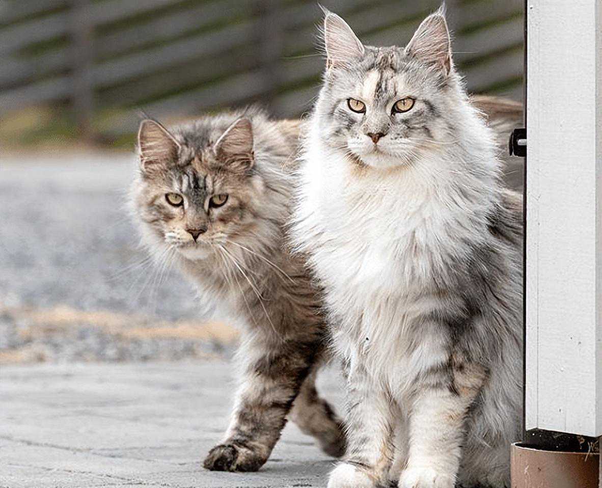 不养缅因猫的6个理由，你接受得了吗？