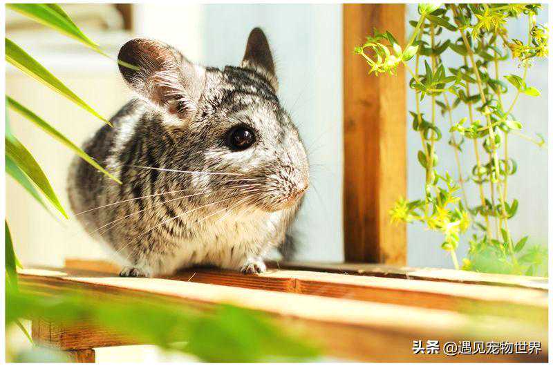 龙猫怎么饲养，龙猫的饲养技巧