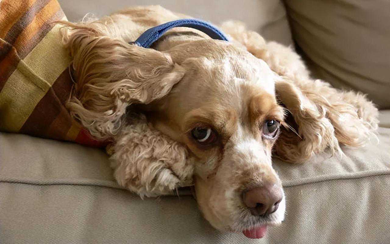 先干饭还是先遛狗？80%的铲屎官都会搞错！