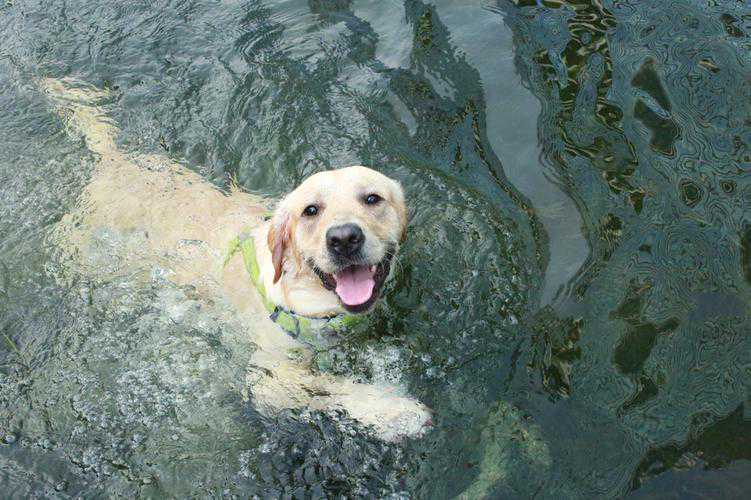 关于狗狗身上的冷知道，你未必都知道