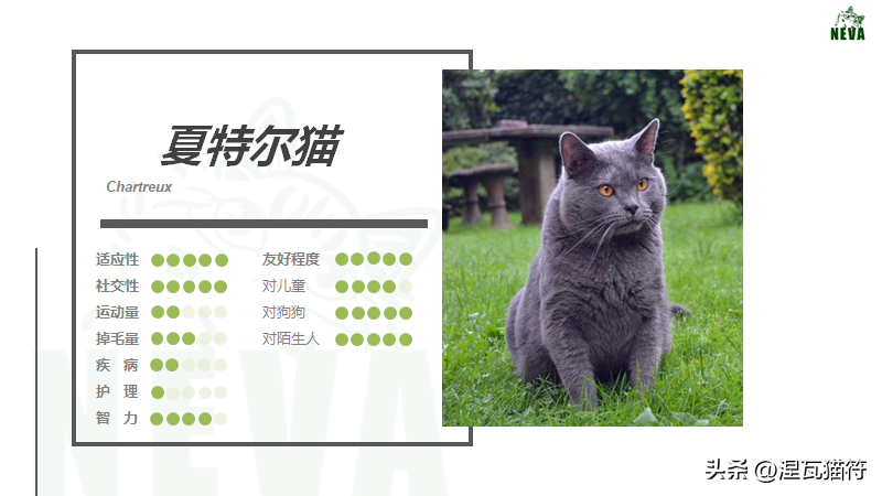 夏特尔猫丨法蓝