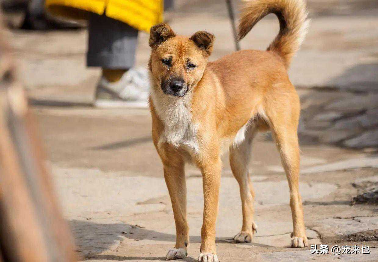 为什么土狗的耳朵都不立起来