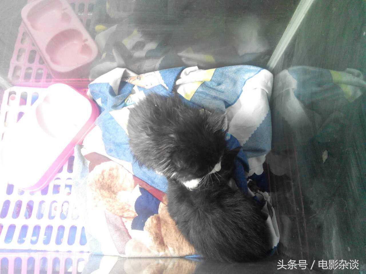 北京行行出状元，没有想到卖宠物也能发家！