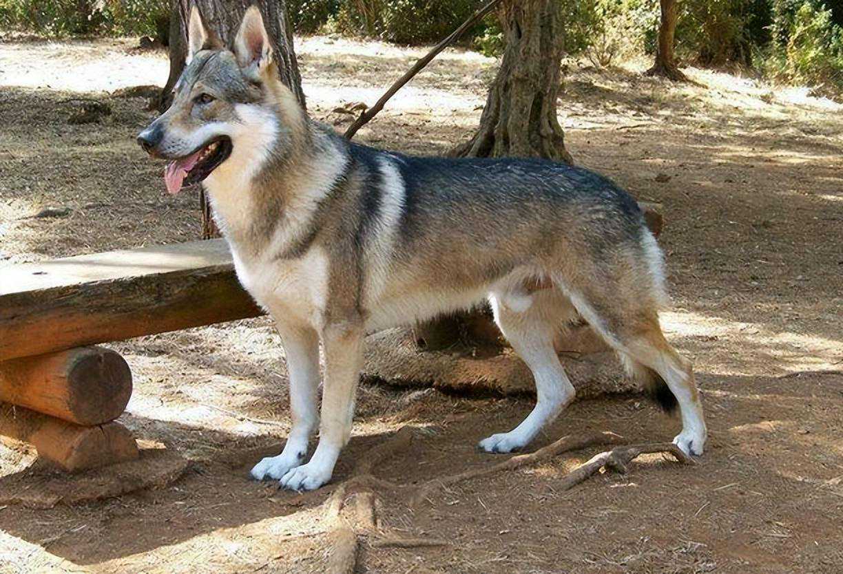 这几种狗，已经是禁养狗了，别傻傻不知道