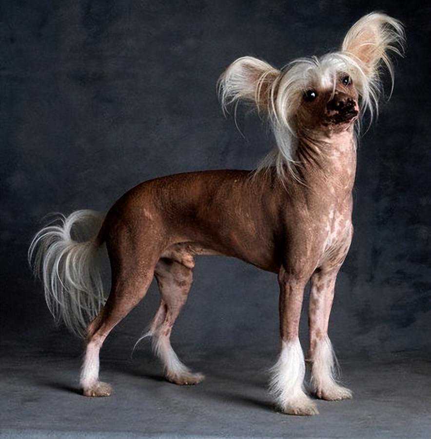 全球十大名犬排名，汪星人速来报到！