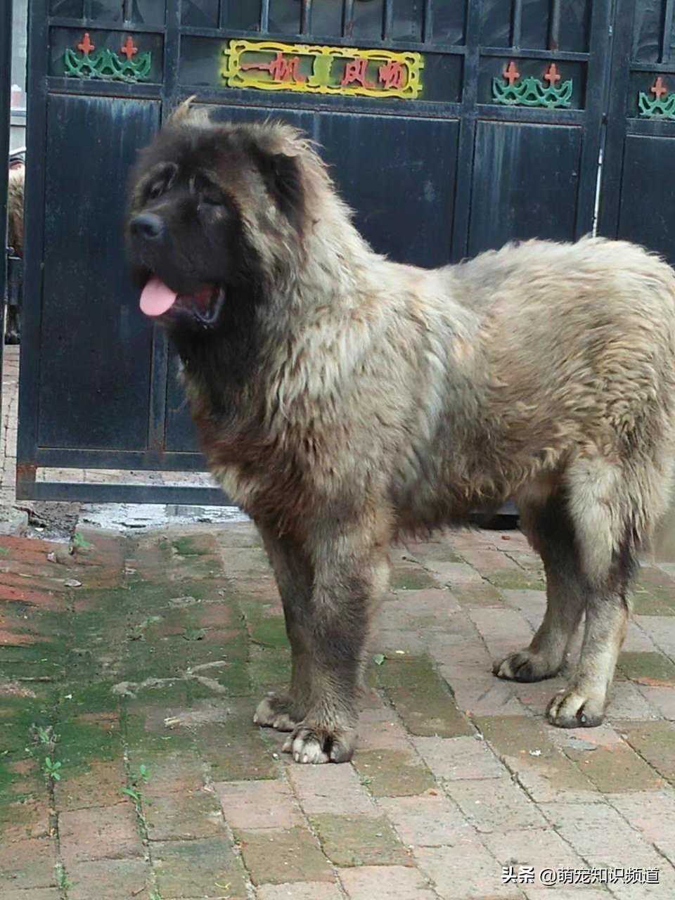 吃肉不吐骨头的高加索犬，才是养狗男士的首选！