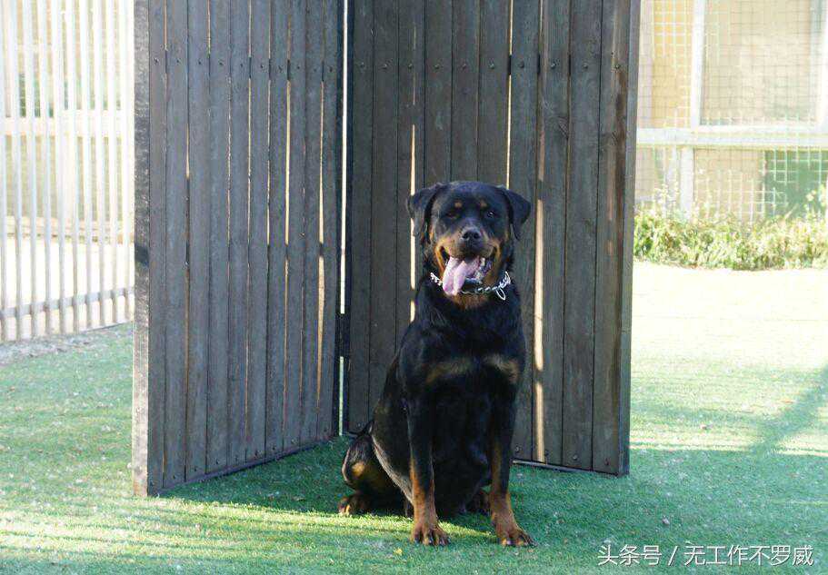 帝梵犬舍｜带给你最好的爱宠