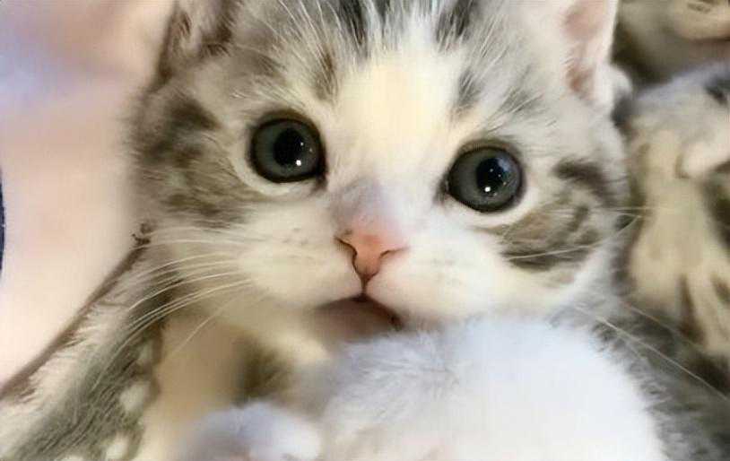 新手买猫应该买几个月的？买猫避坑指南看这里