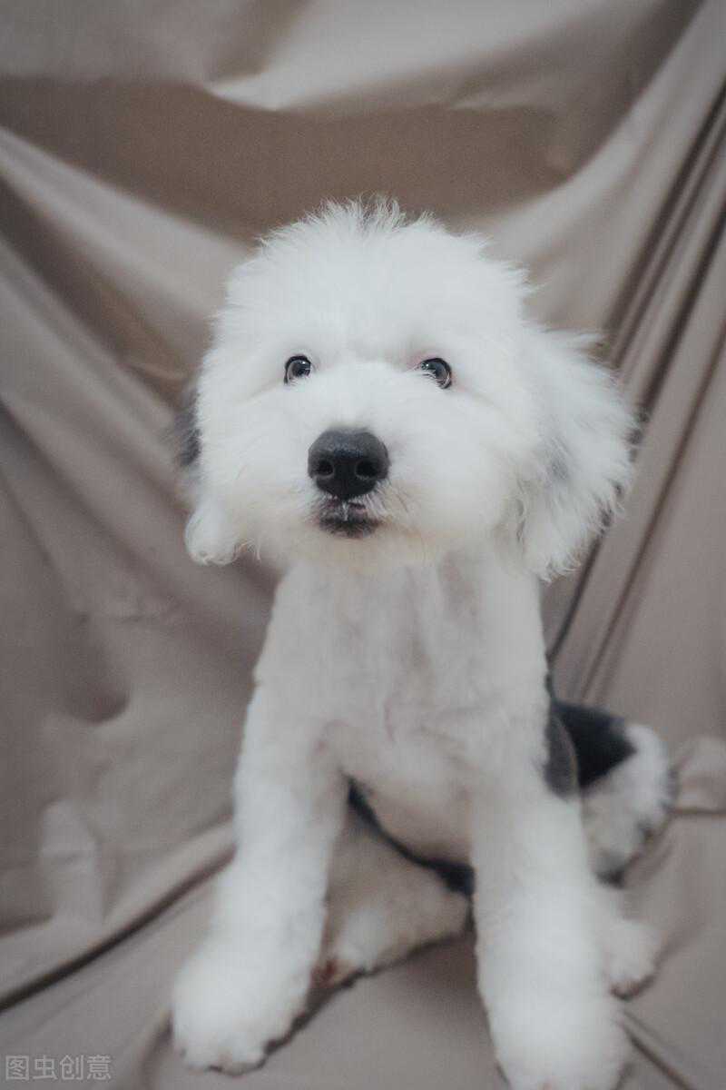 古代牧羊犬市场价格？多少钱一只？